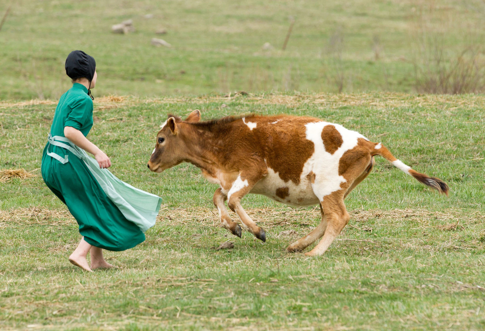 Amish's low asthma rates could be due to exposure to cow germs, study suggests
