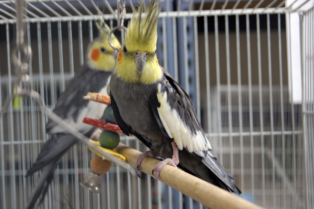 NYC millionaire bequeaths $100,000 trust fund for 32 pet cockatiels, plus dog and cat