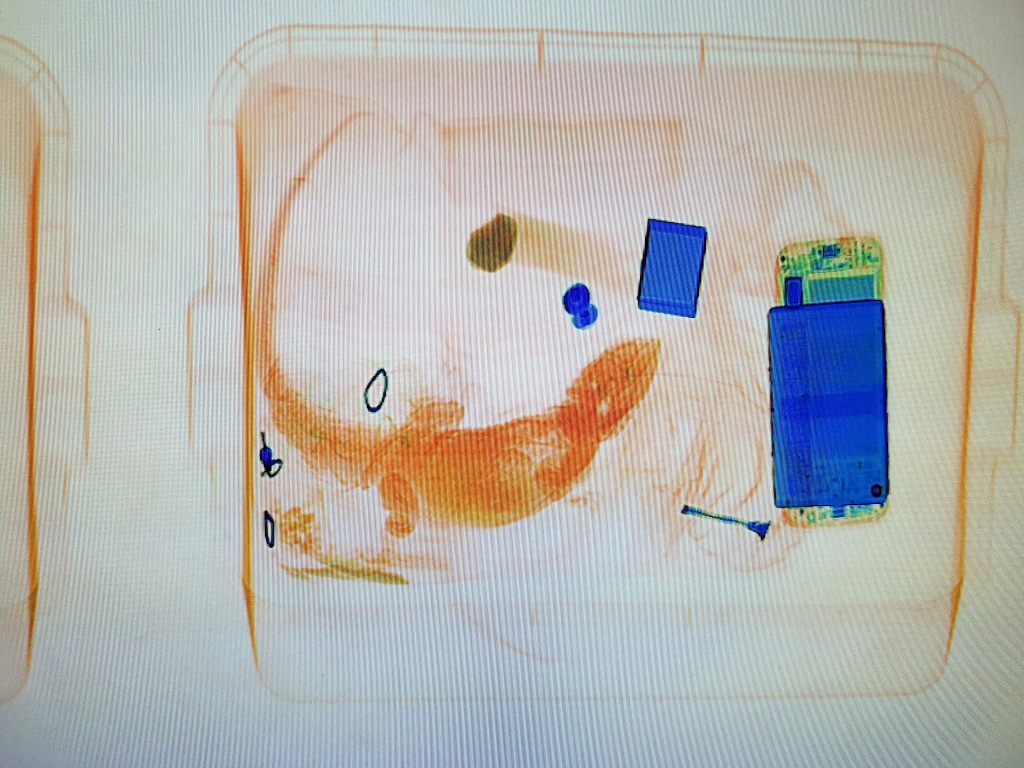 Colo. sheriff issues warning after X-ray catches visitor sneaking reptile into courthouse