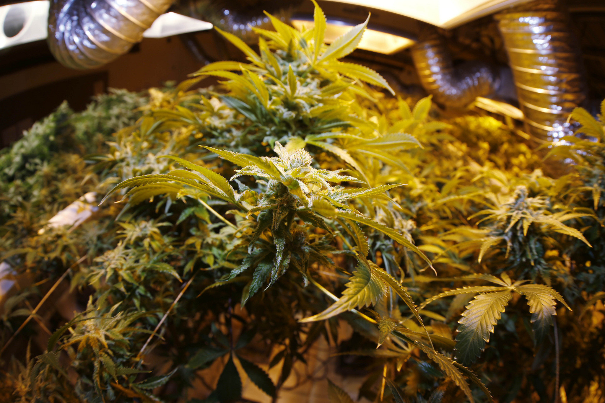 Postal worker gets federal prison for marijuana-by-mail scheme