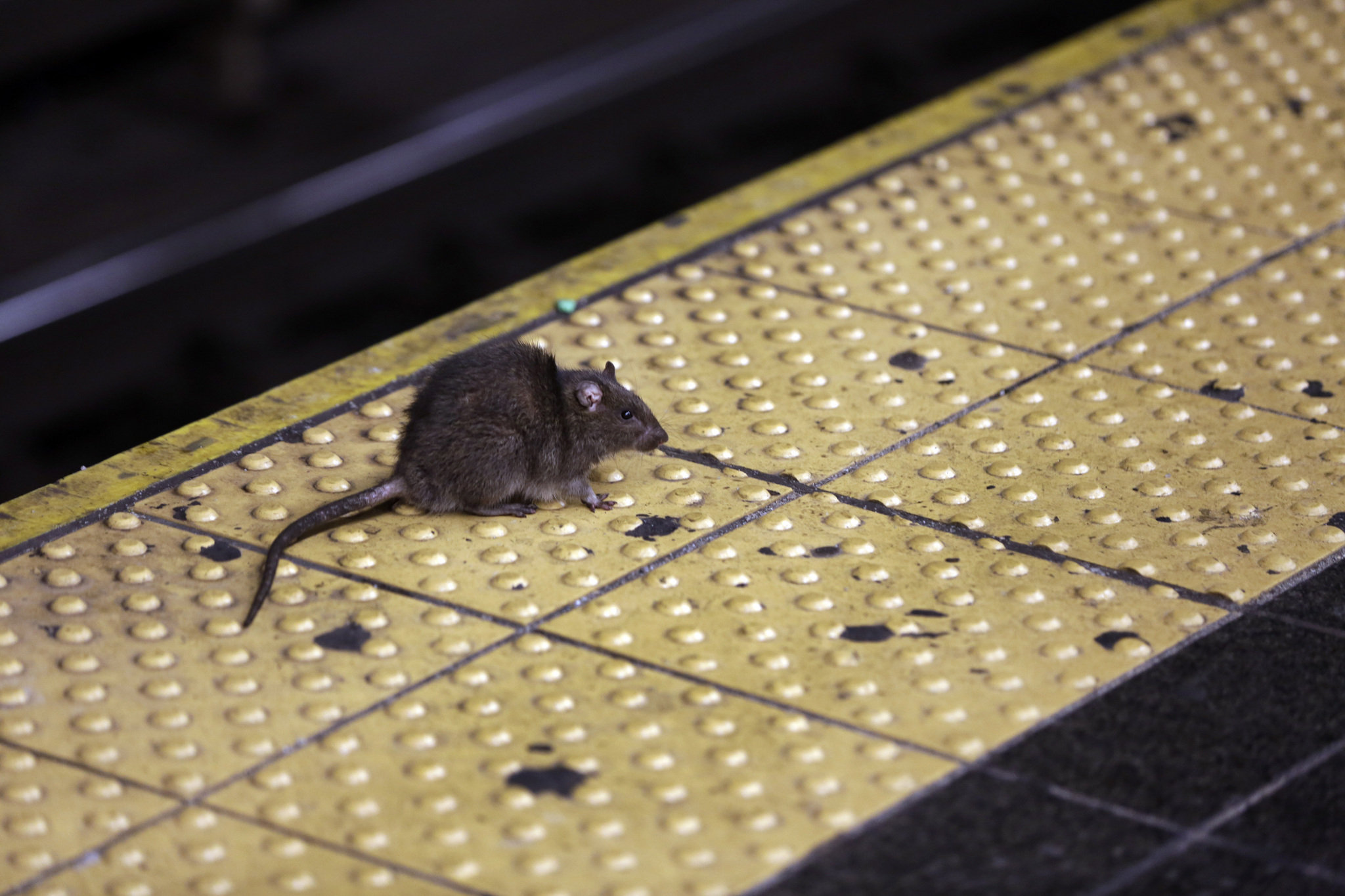 NYC nears record for rat complaints: 'I've seen rats walking upright, saying, "Good morning"'