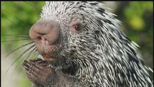 8 Upstate NY teens who beat porcupines to death can't be charged, sheriff says