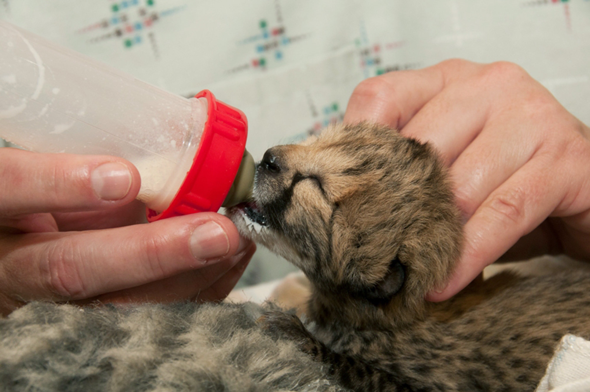 Cincinnati Zoo shares photos of 5 cheetah cubs delivered in rare C