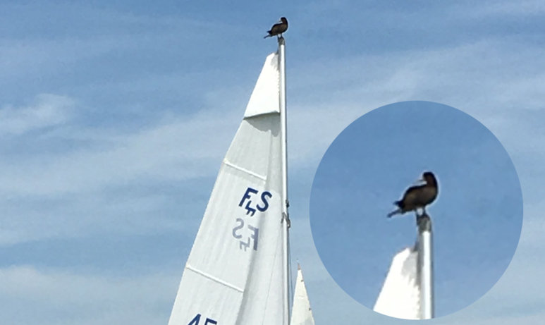 Rare tropical bird spotted on sailboat in N.J. reservoir