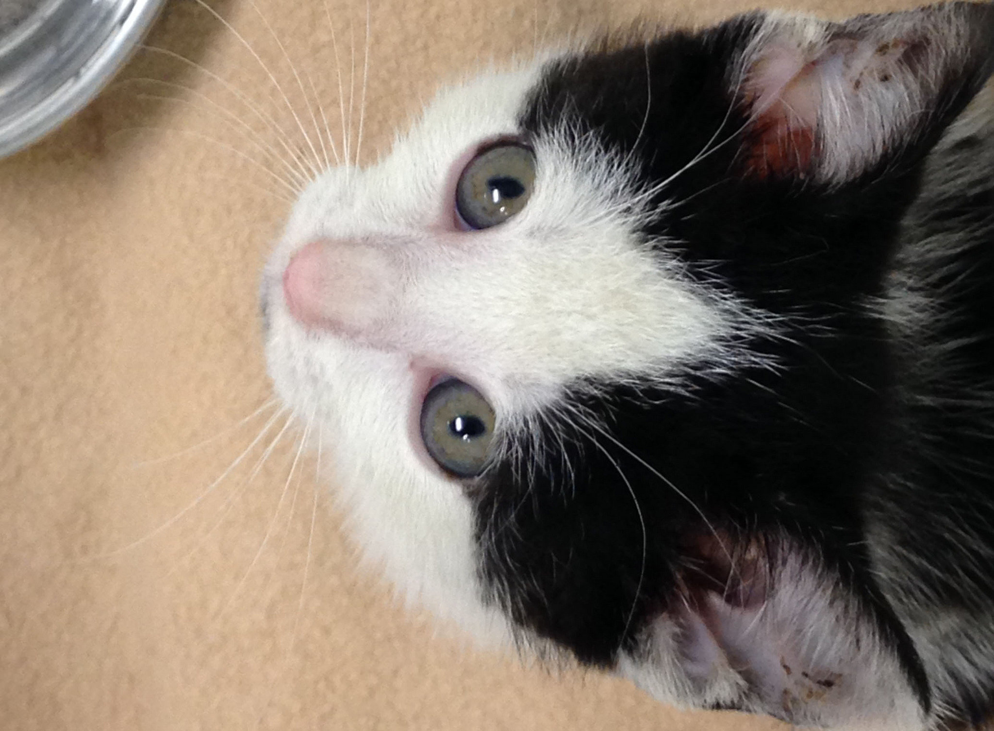 N.J. sanitation driver rescues kitten from dumpster (PHOTOS)