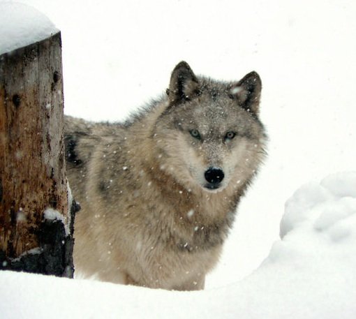 Another wolf-dog escapes from same property in N.J. town