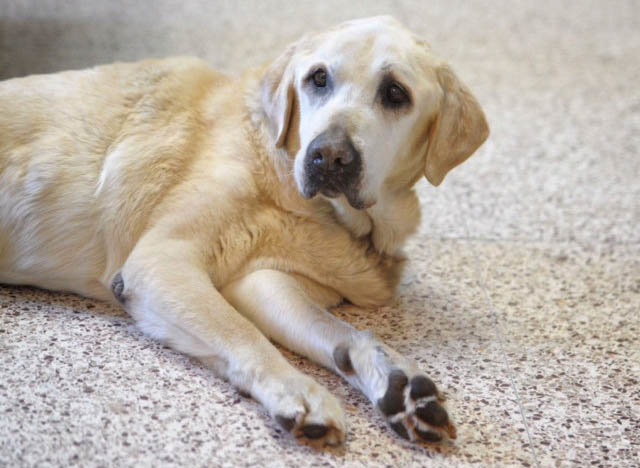 Foster family sought for N.J. dog rescued from puddle