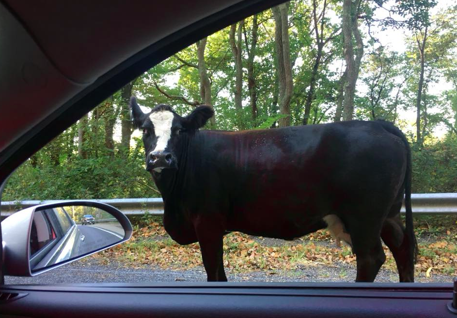 State Police help farmer bring wayward cow home