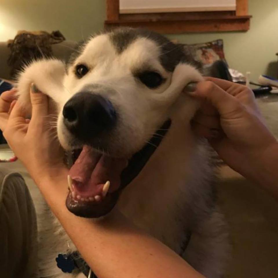 Tonka's Law, named for dog shot by hunter, unveiled on Facebook