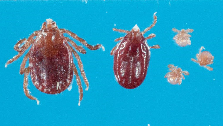 This rare exotic tick just surfaced in N.J.