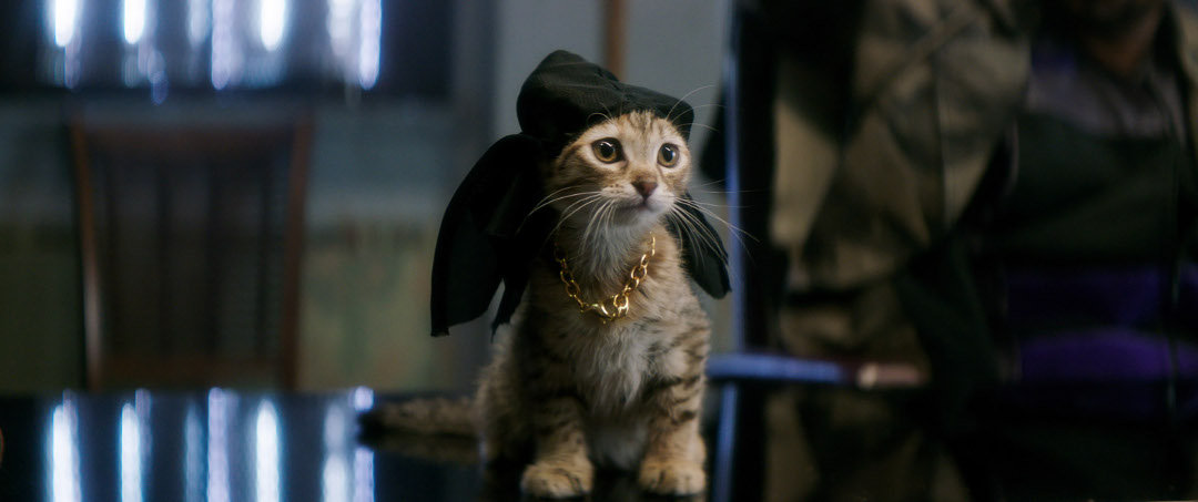 'Keanu' movie review: Key and Peele's inspired comedy stolen by adorable widdle kitty