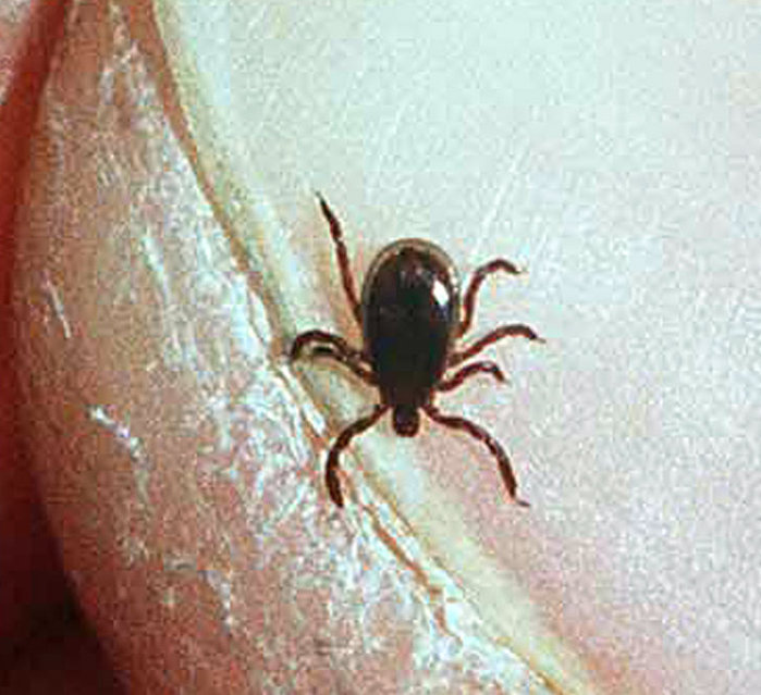 Lyme disease and tick forum in Fayetteville to be held next week