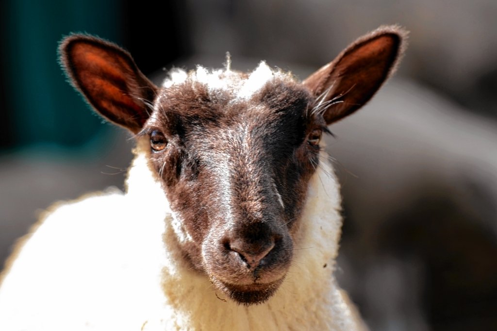 Ithaca begins using sheep to mow grass in city cemetery (video)