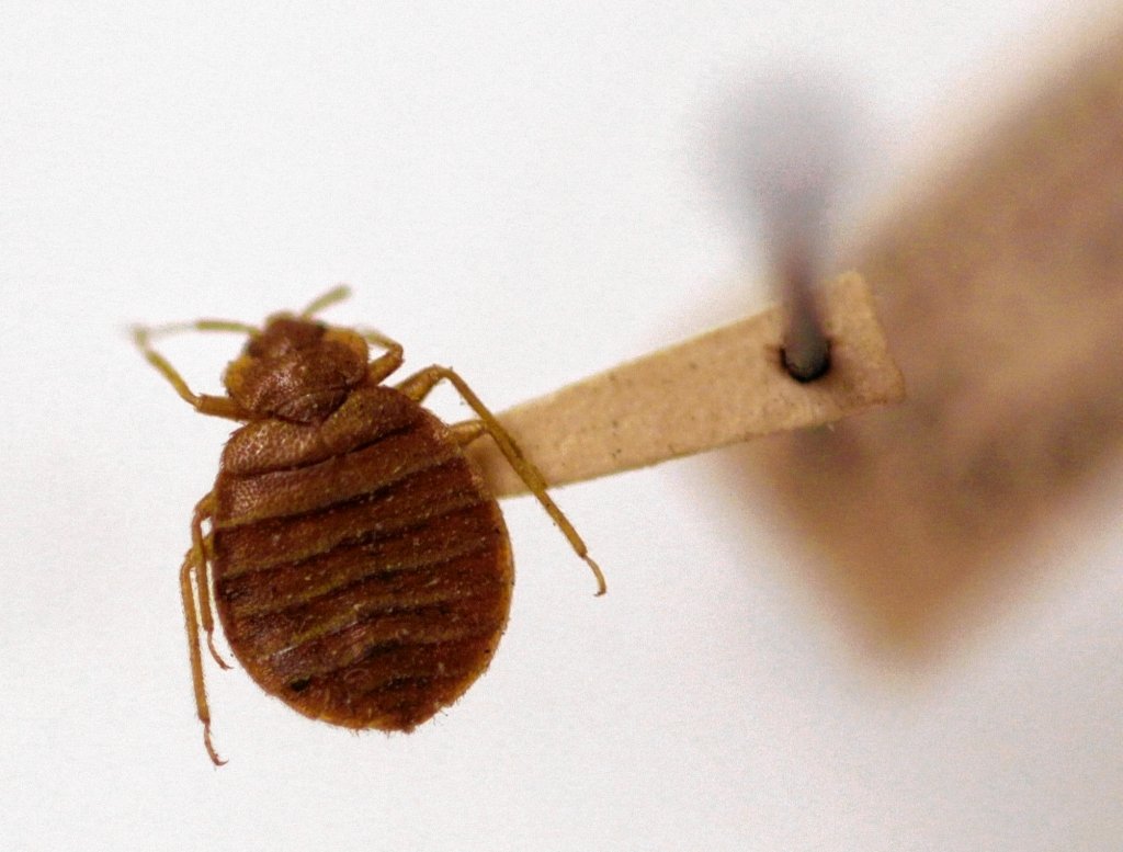 Bedbugs bite moviegoers at Buffalo Elmwood Village theater (report)