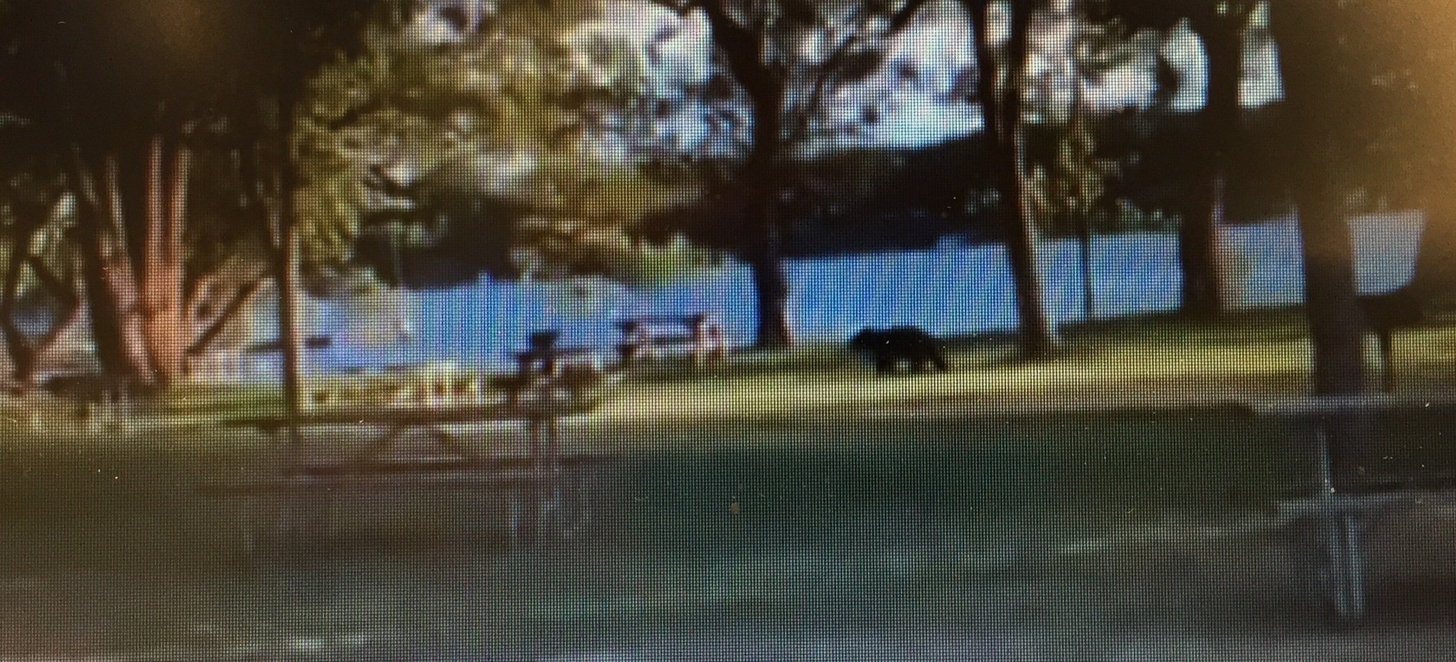 Have you seen a black bear in Fair Haven? (video)