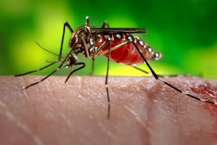 Two Upstate NY cities among biggest increases in mosquito season in US: report