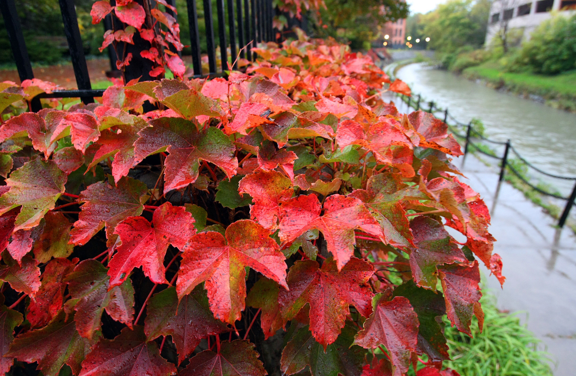 Warm and dry fall forecast for Upstate NY: What does it mean for fall colors?