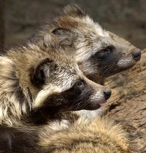 NY fines doubled for selling animal fur, including from dogs, as 'faux fur'