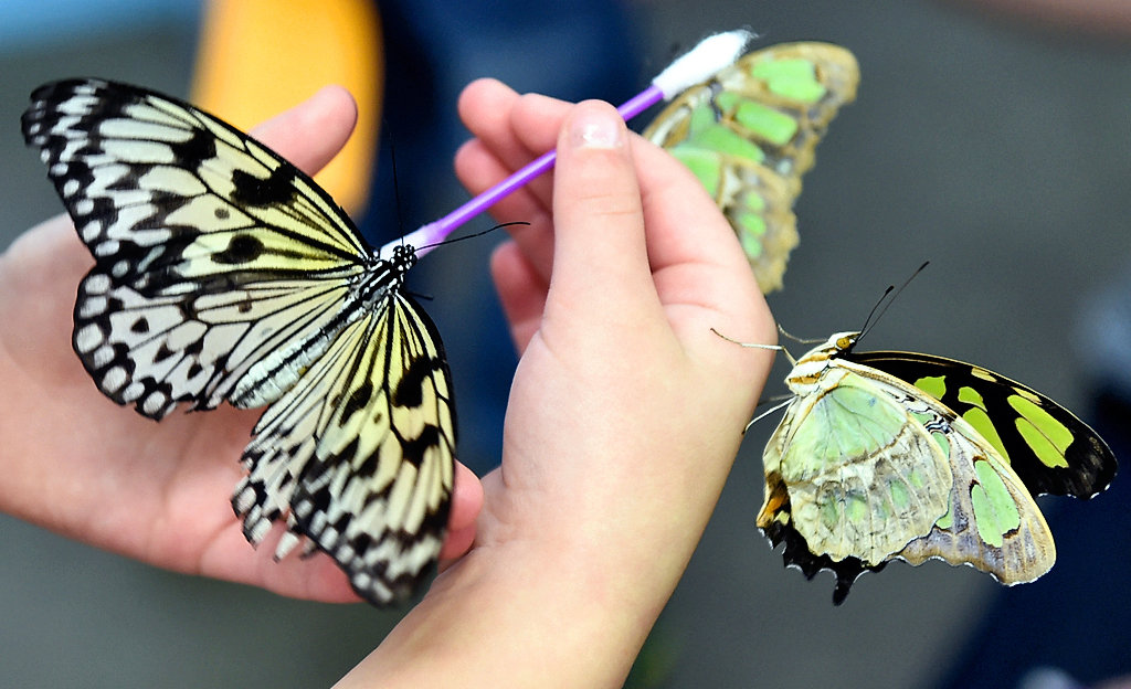 Butterflies at the NY State Fair