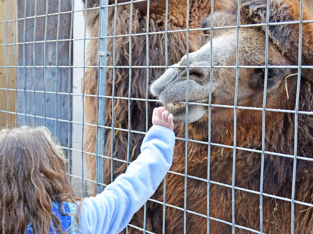 Nigel the Camel, a favorite at the Utica Zoo, dies