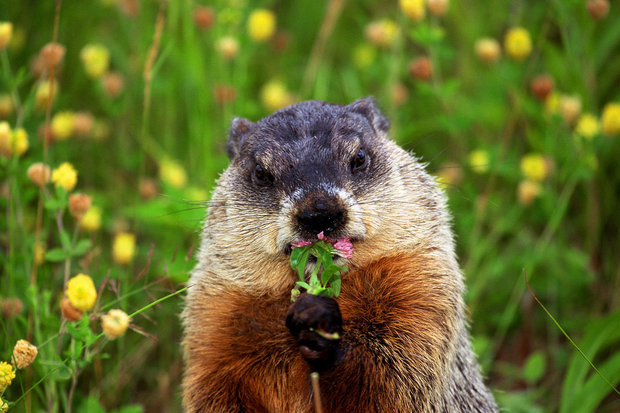 Troy police: Suspected officers won't be charged in woodchuck killing