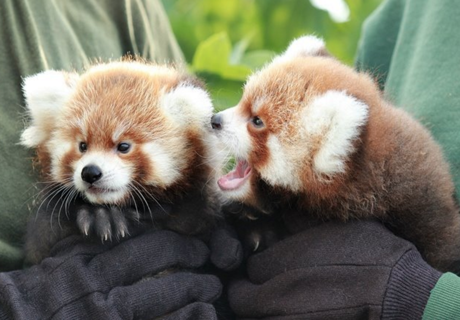 New red panda babies born at Syracuse zoo...and they're adorable