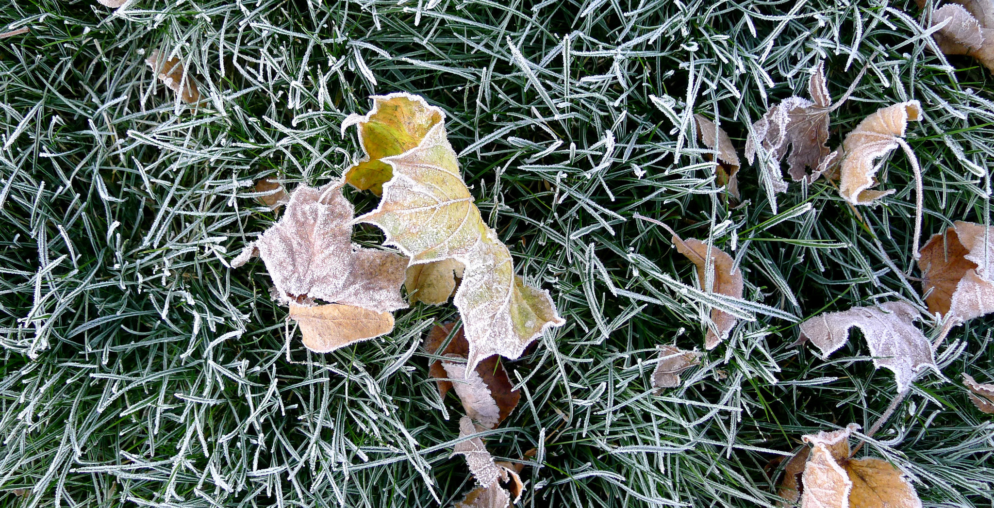 Frost pops up in Upstate NY forecasts for first weekend of fall