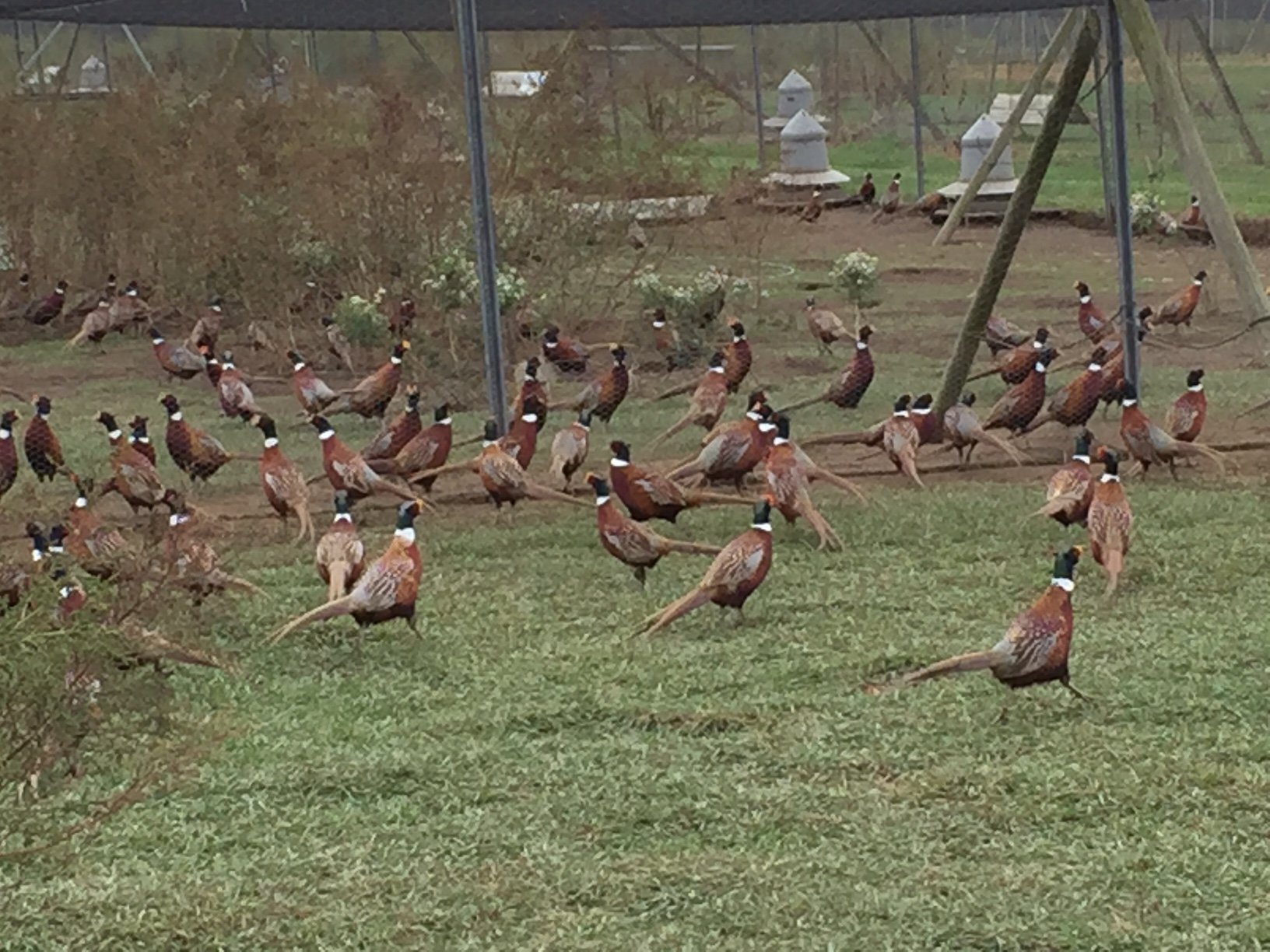 Pheasant hunting 7 facts about unique NY farm where birds are raised