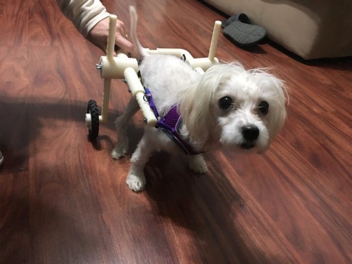 CNY students help disabled, abused puppy by building her a 'chariot'