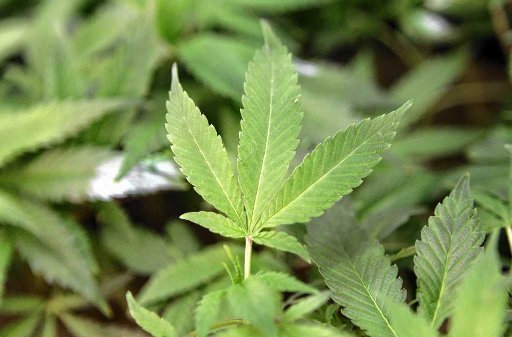 NY State Police wait and see as neighboring Massachusetts legalizes pot