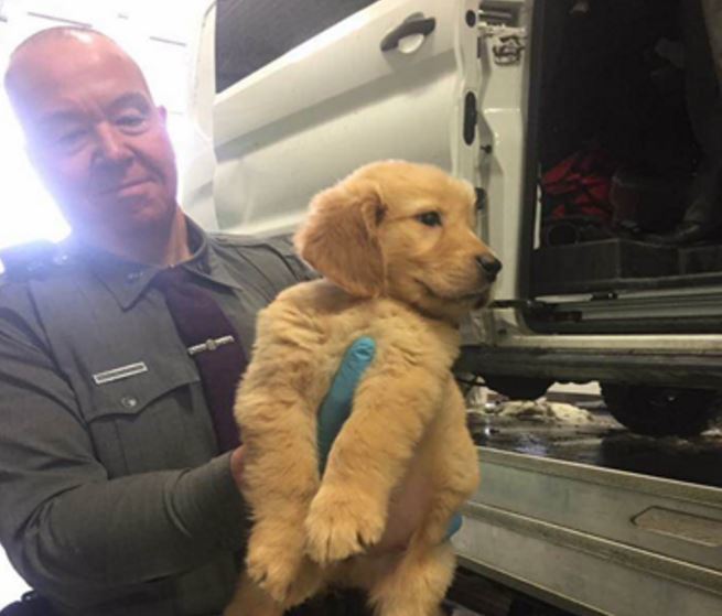 NY state police rescue 103 puppies in Upstate NY after vehicle overturns