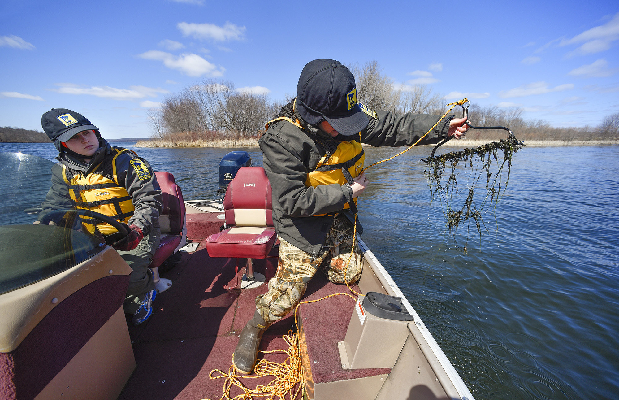What is starry stonewort? And why does Midwest fear this creeping menace from Upstate NY?