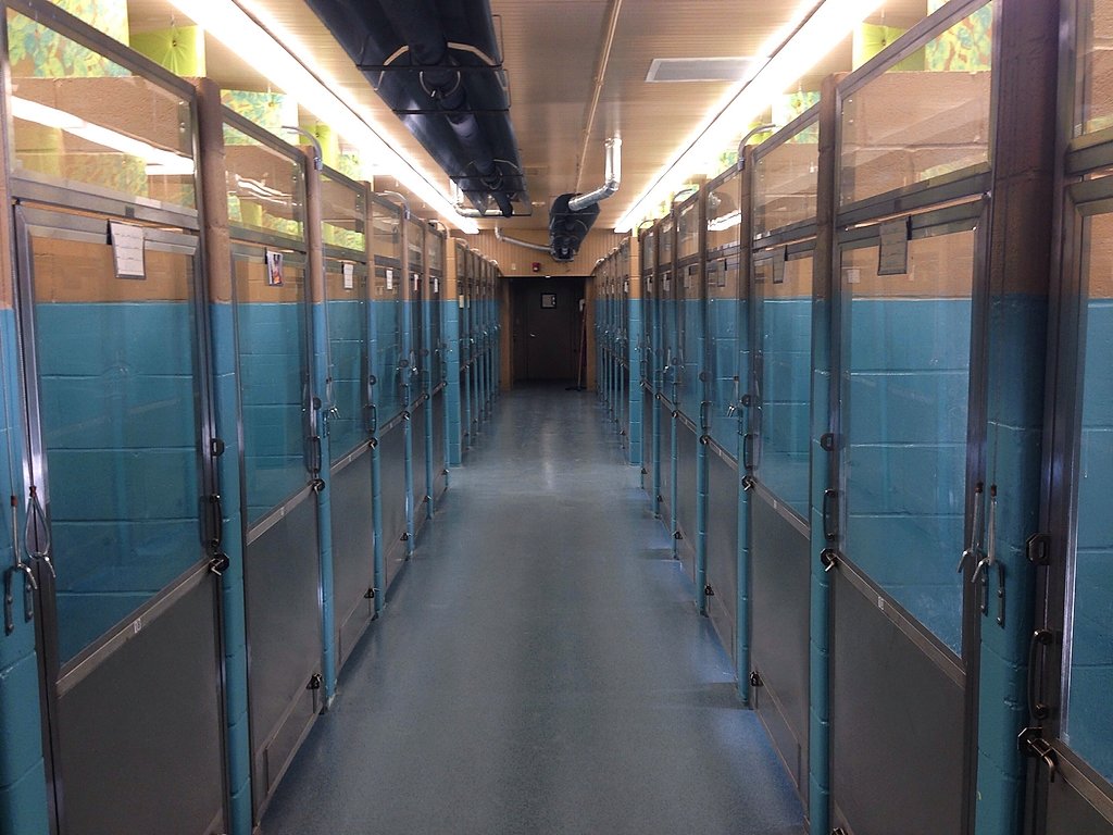 2 charged with animal cruelty after CNY SPCA says woman lied, hid 30 cats from investigators