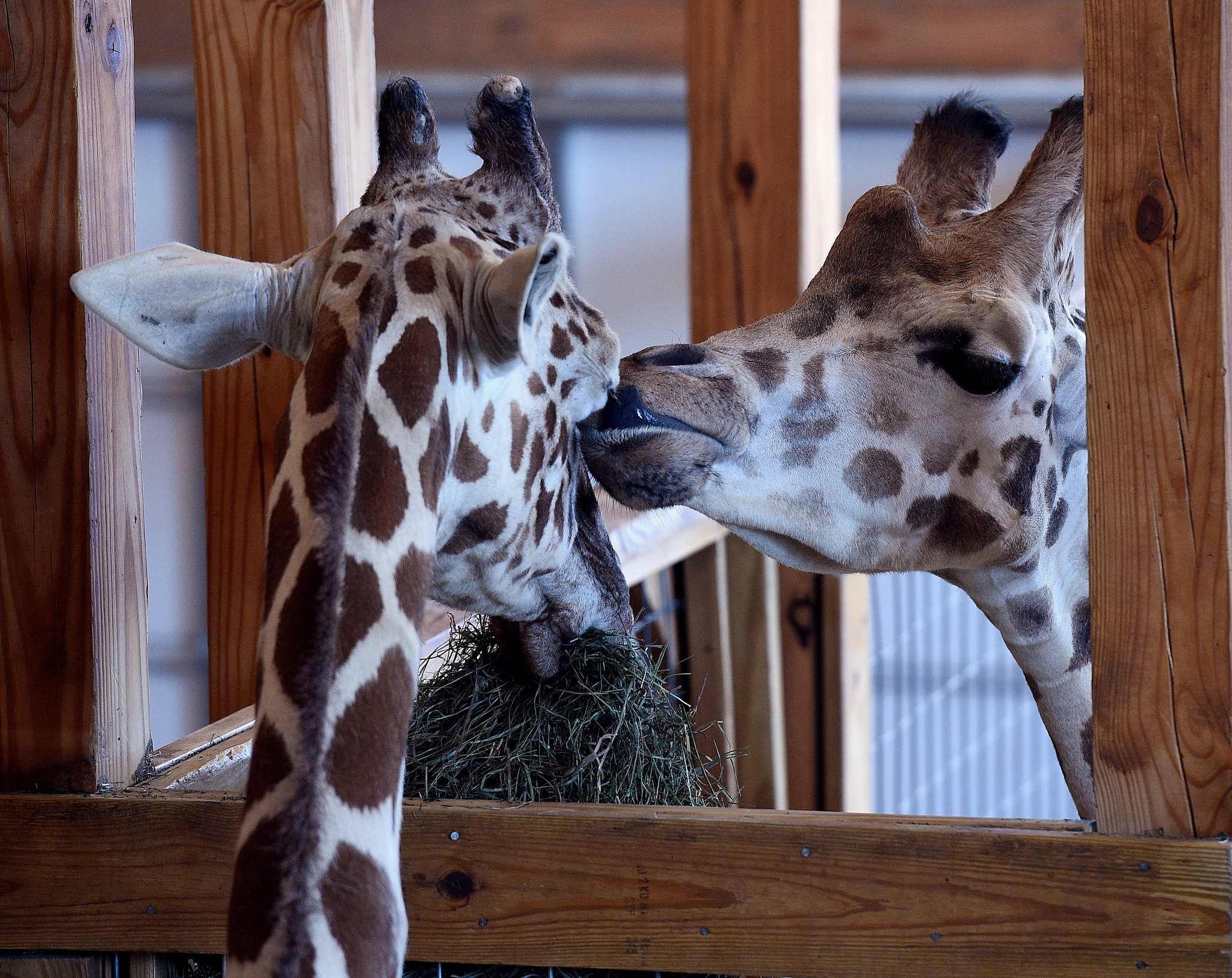 A visit with April the Giraffe Photos, video of Upstate NY viral