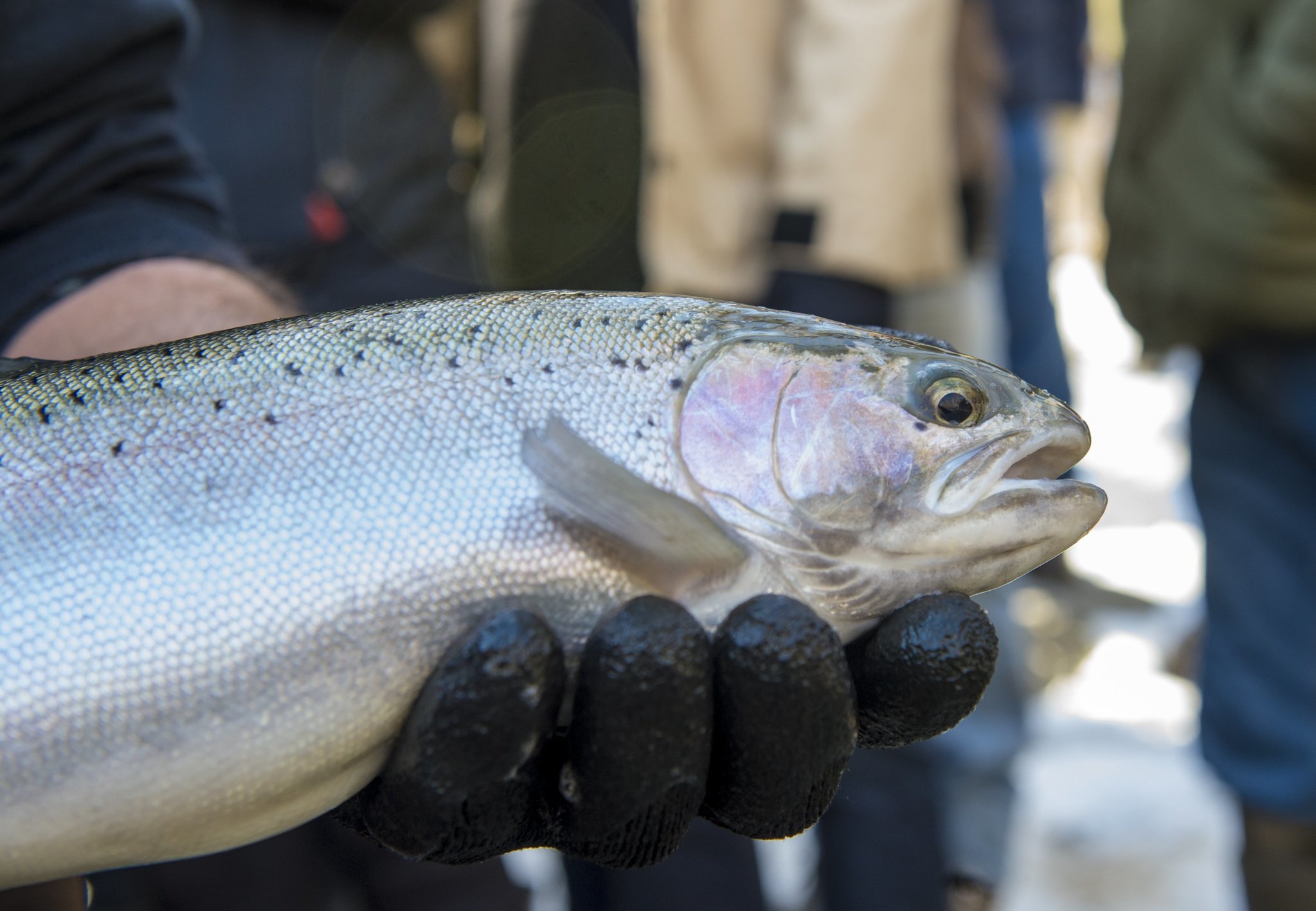 2017 trout season: Find type, number of fish NY state will stock in each waterway