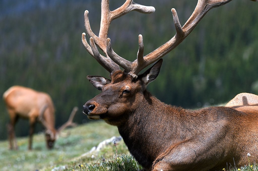 Upstate man faces loss of hunting privileges in 2 states after illegal elk hunt