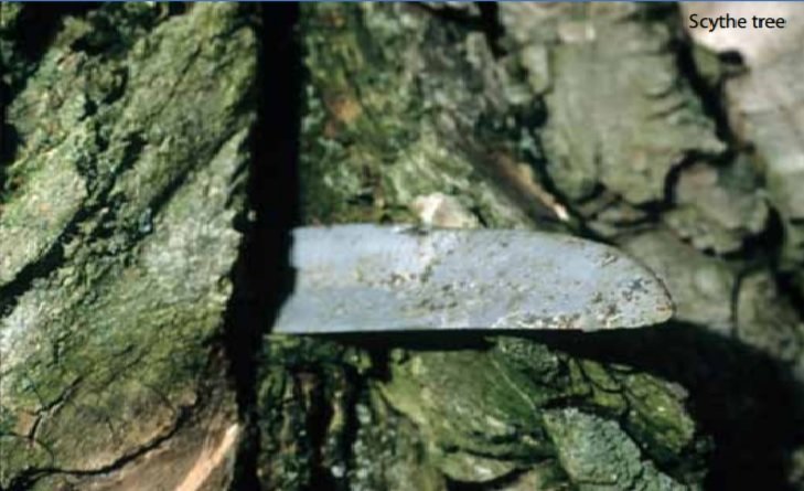 Why is an Upstate NY historian trying to save a really old tree?