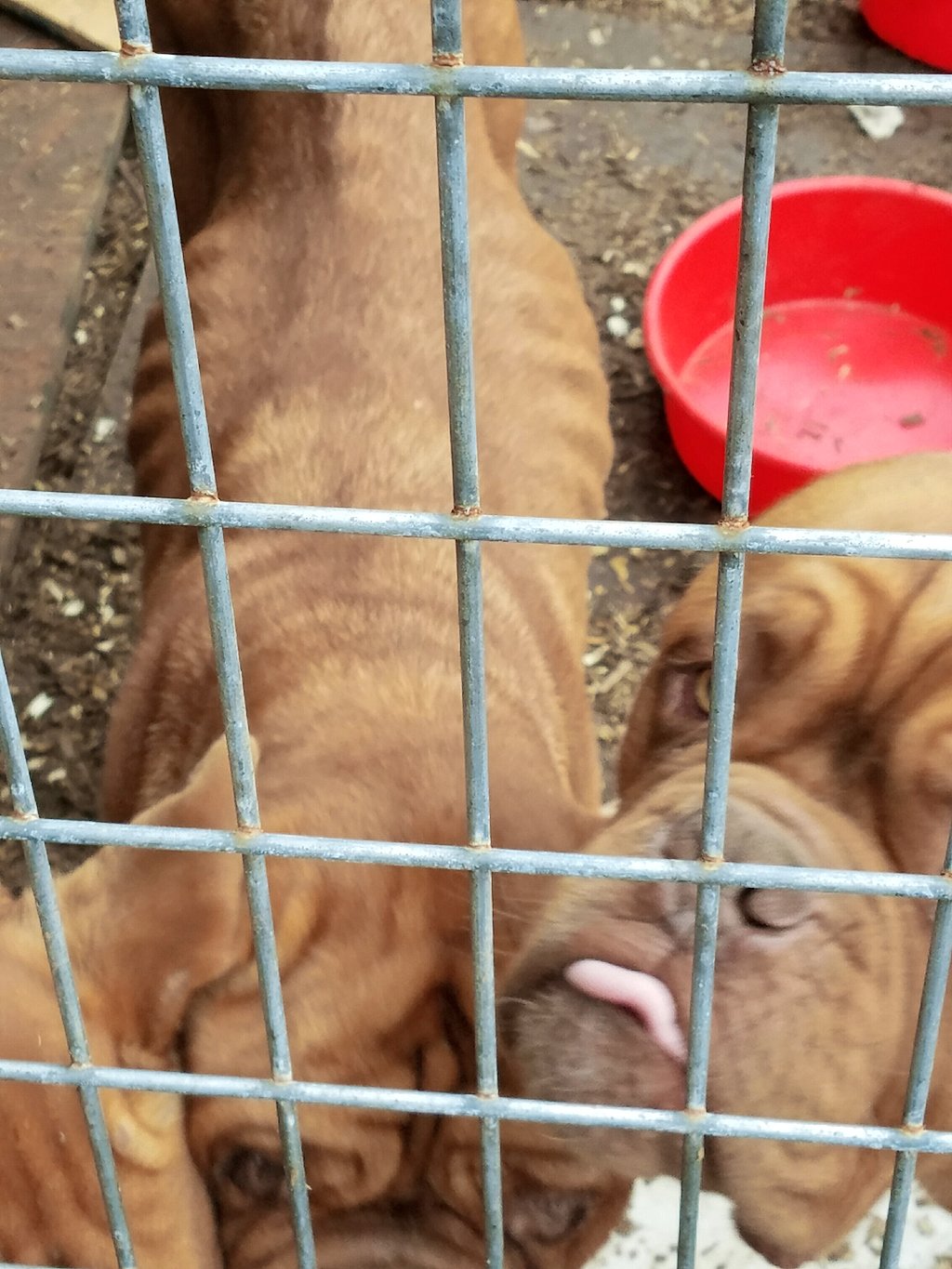 Police: Over 20 dogs abandoned at Upstate New York home; 9 dead, 13 emaciated