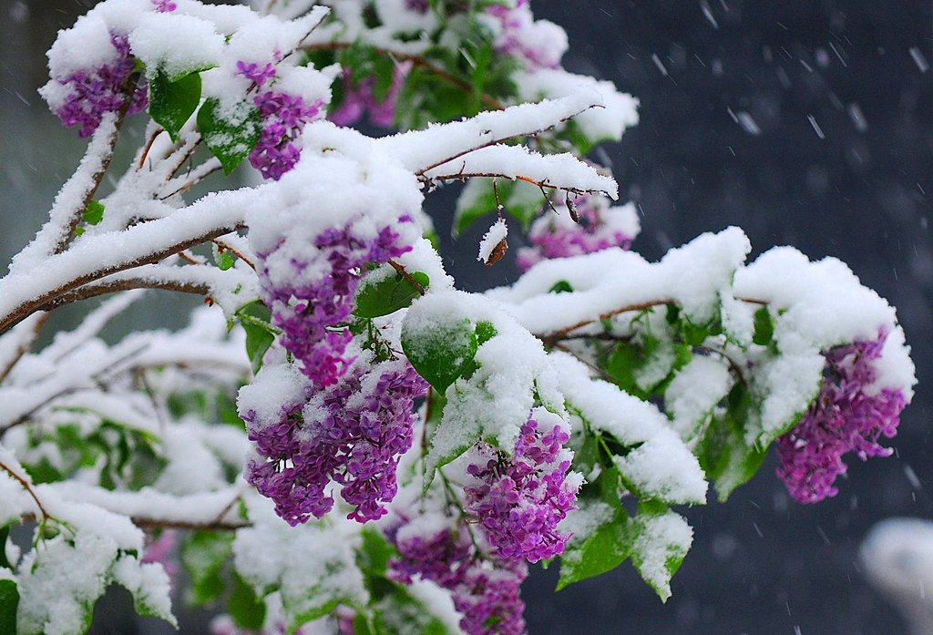 Early May snowfall possible for hills near Syracuse, Buffalo