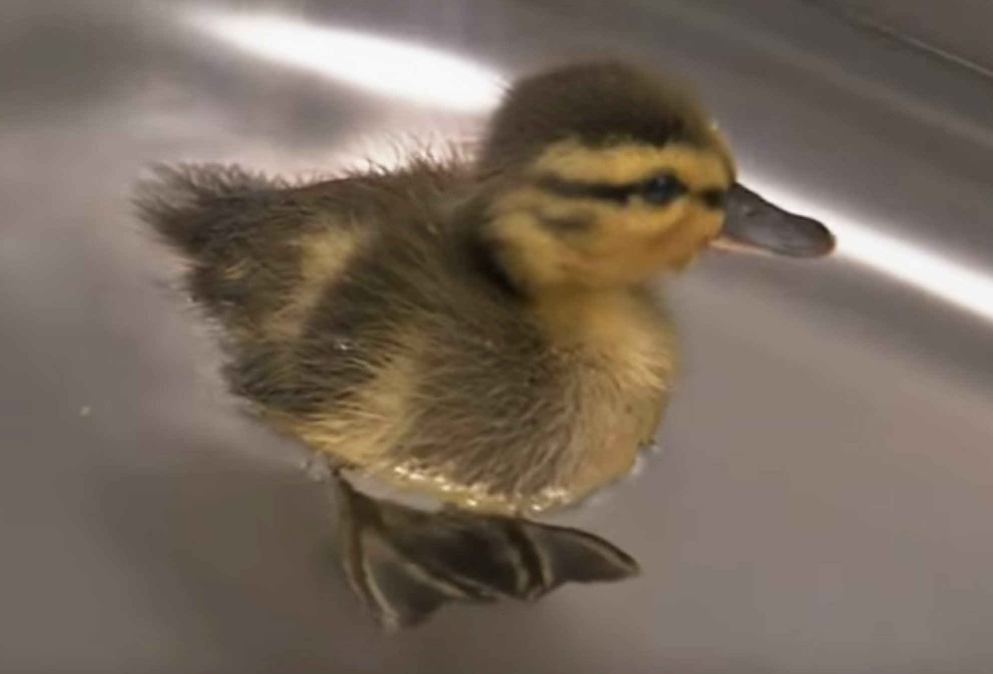 Ducklings found in grease outside Upstate restaurant are cleaned, recovering