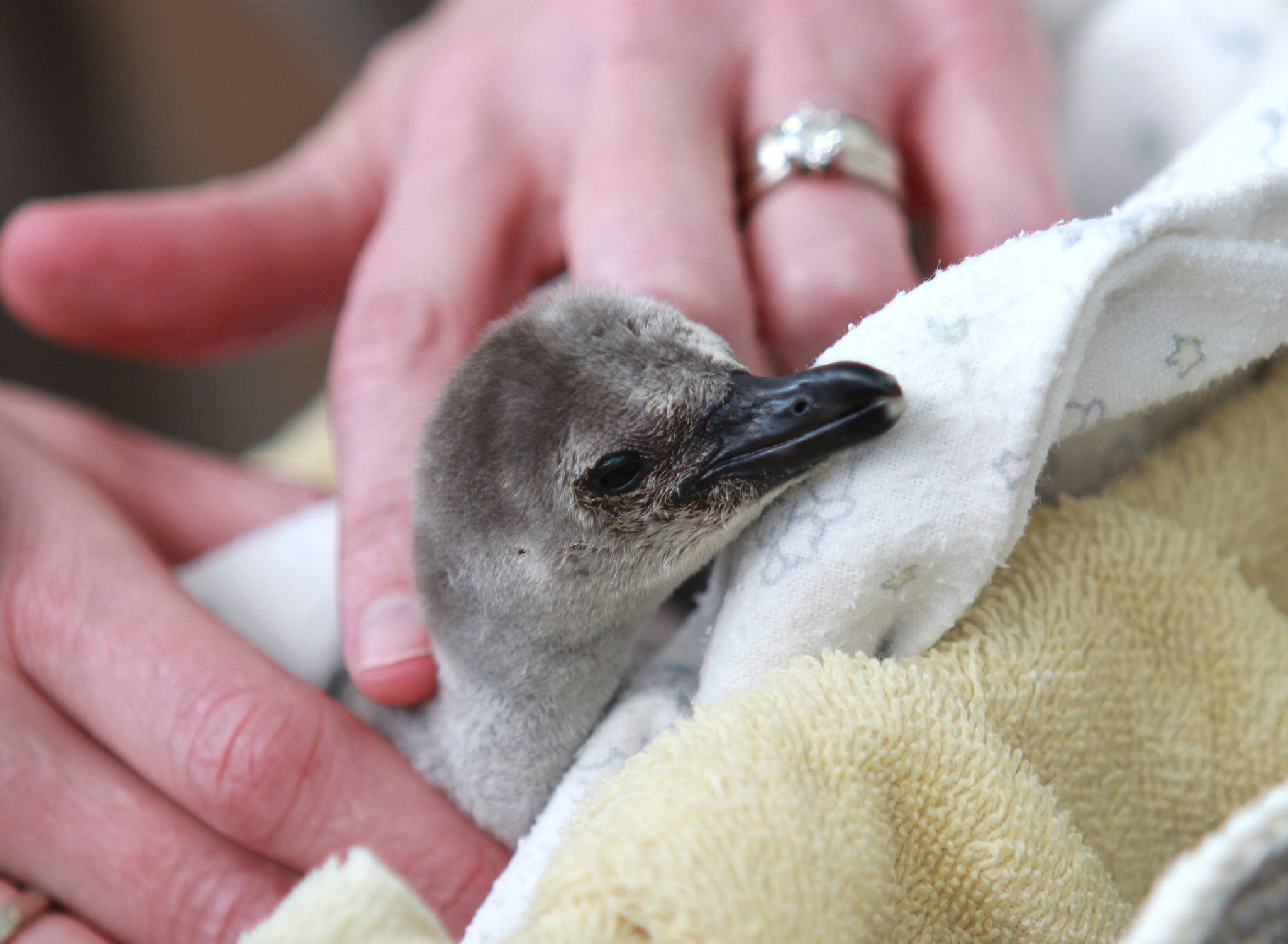 It's a wiggly, fuzzy baby! Syracuse's Rosamond Gifford Zoo debuts penguin chick (video)