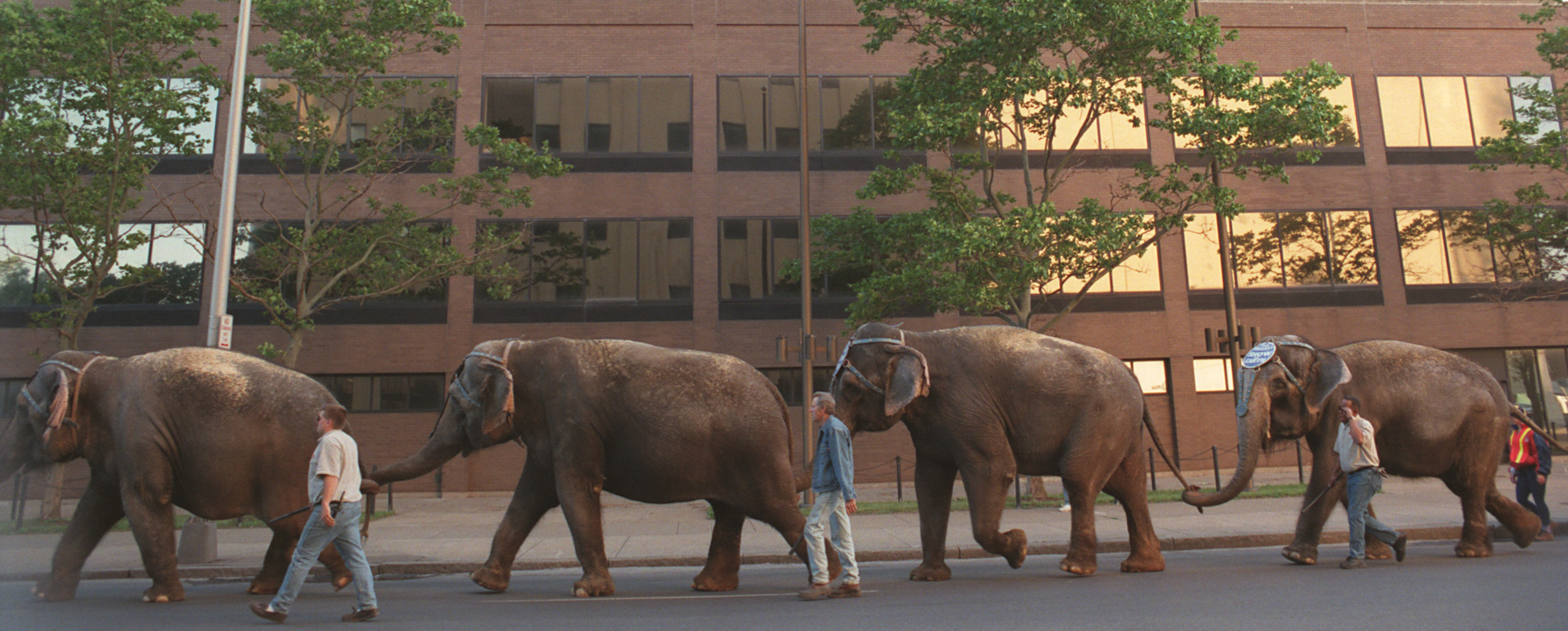 0601%20elephants%202.JPG