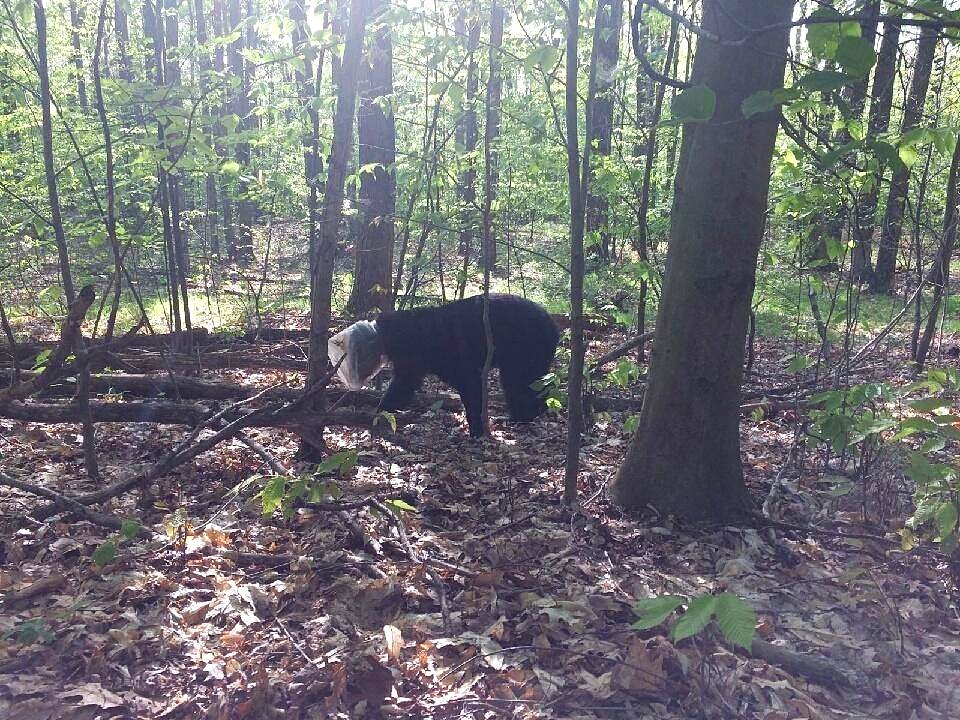 DEC officials find, save bear wandering Upstate NY town with jug stuck on its head