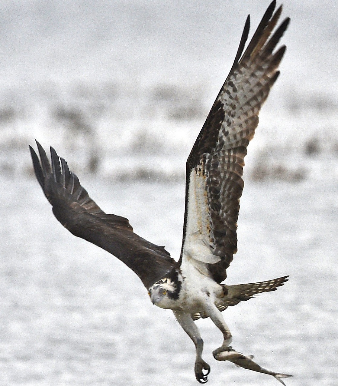 osprey new york