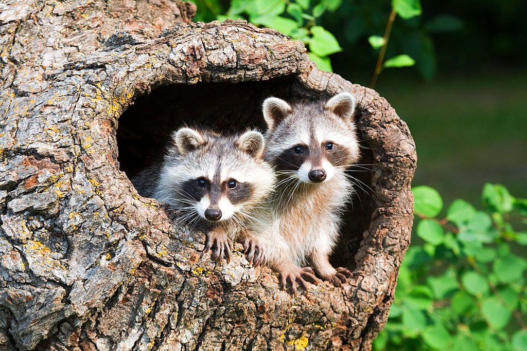 Baby raccoon in bar: Officials in Western NY seek people who had contact