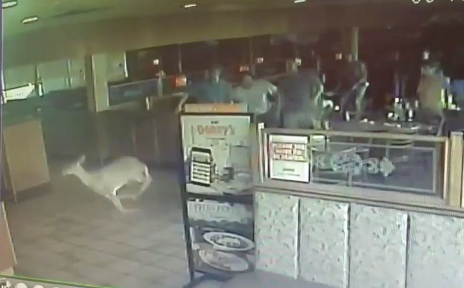 Deer grand slams through Denny's restaurant window in CNY (video)