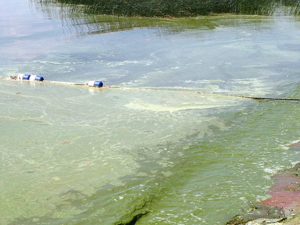 Toxic blue-green algae blooms could 'explode' soon in Upstate NY