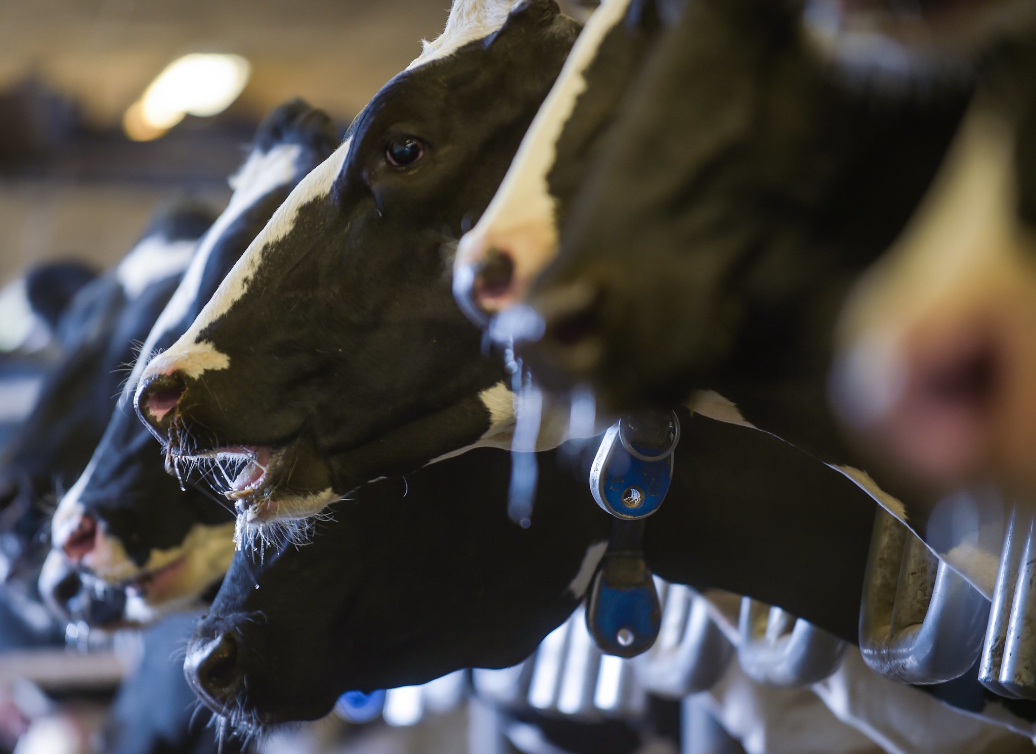 What's the poop on manure lagoons? See how they work, why farmers need them (video)