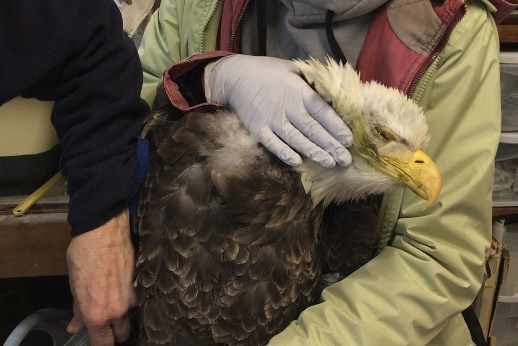 Bald eagle threat: Lead ammunition in carcasses left behind by hunters