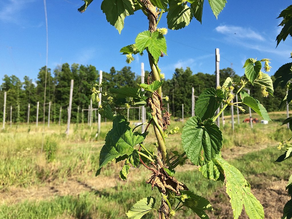 Grain to glass: Can Upstate NY growers fill the needs of the state's farm breweries?